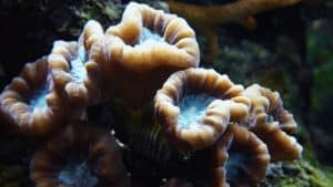 Levend koraal: Caulastraea furcata