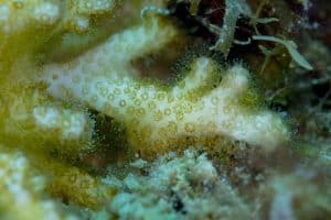Levend koraal: Montipora digitata