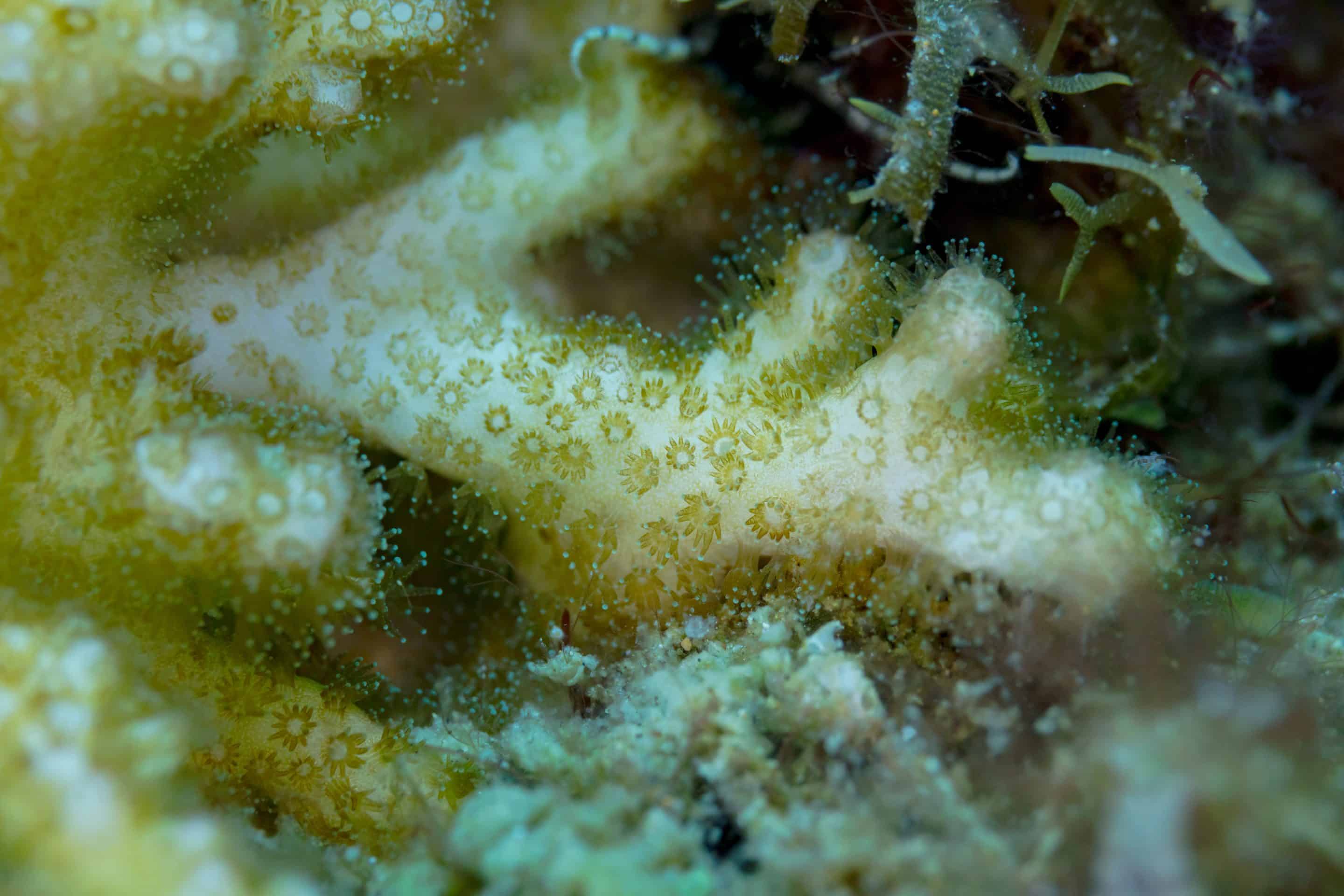 Lebende Koralle: Montipora digitata