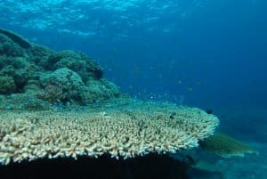 Levend koraal: Acropora
