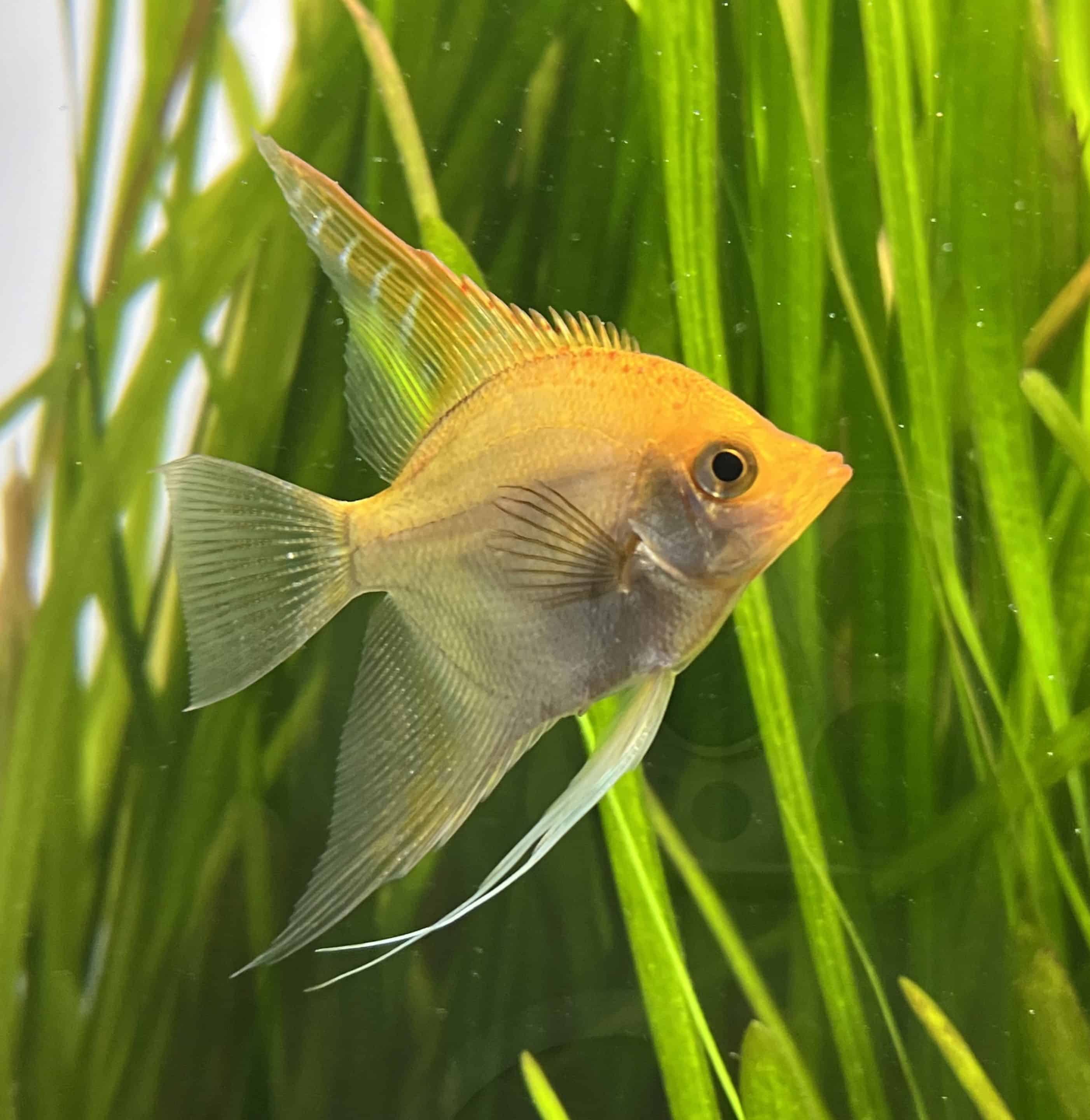 Maanvis — Pterophyllum scalare