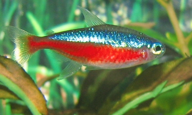 Kardinaaltetra — Paracheirodon axelrodi