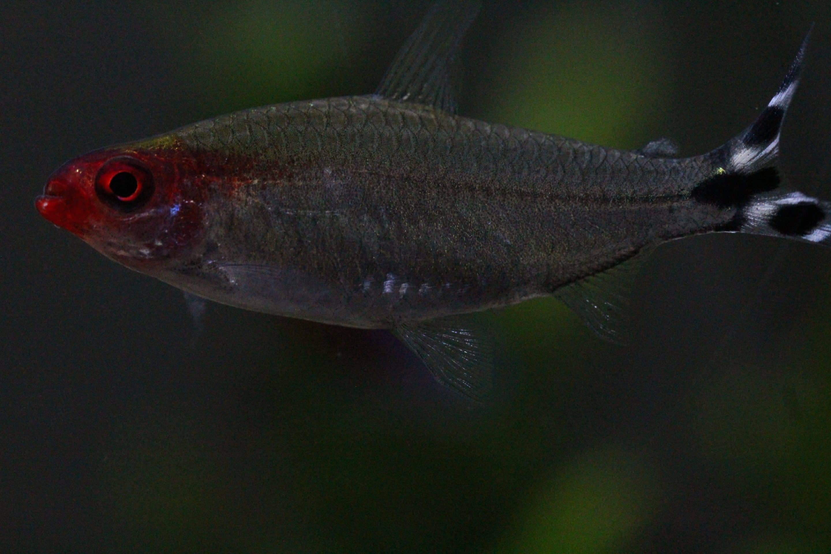 Roodkopzalm — Petitella bleheri
