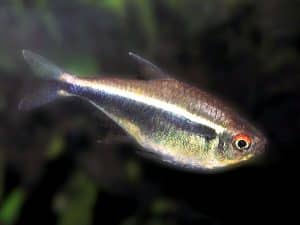 Black neon tetra — Hyphessobrycon herbertaxelrodi
