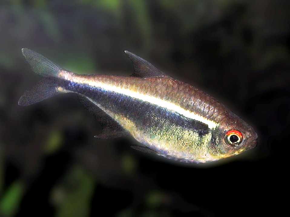 Schwarzer Neon — Hyphessobrycon herbertaxelrodi