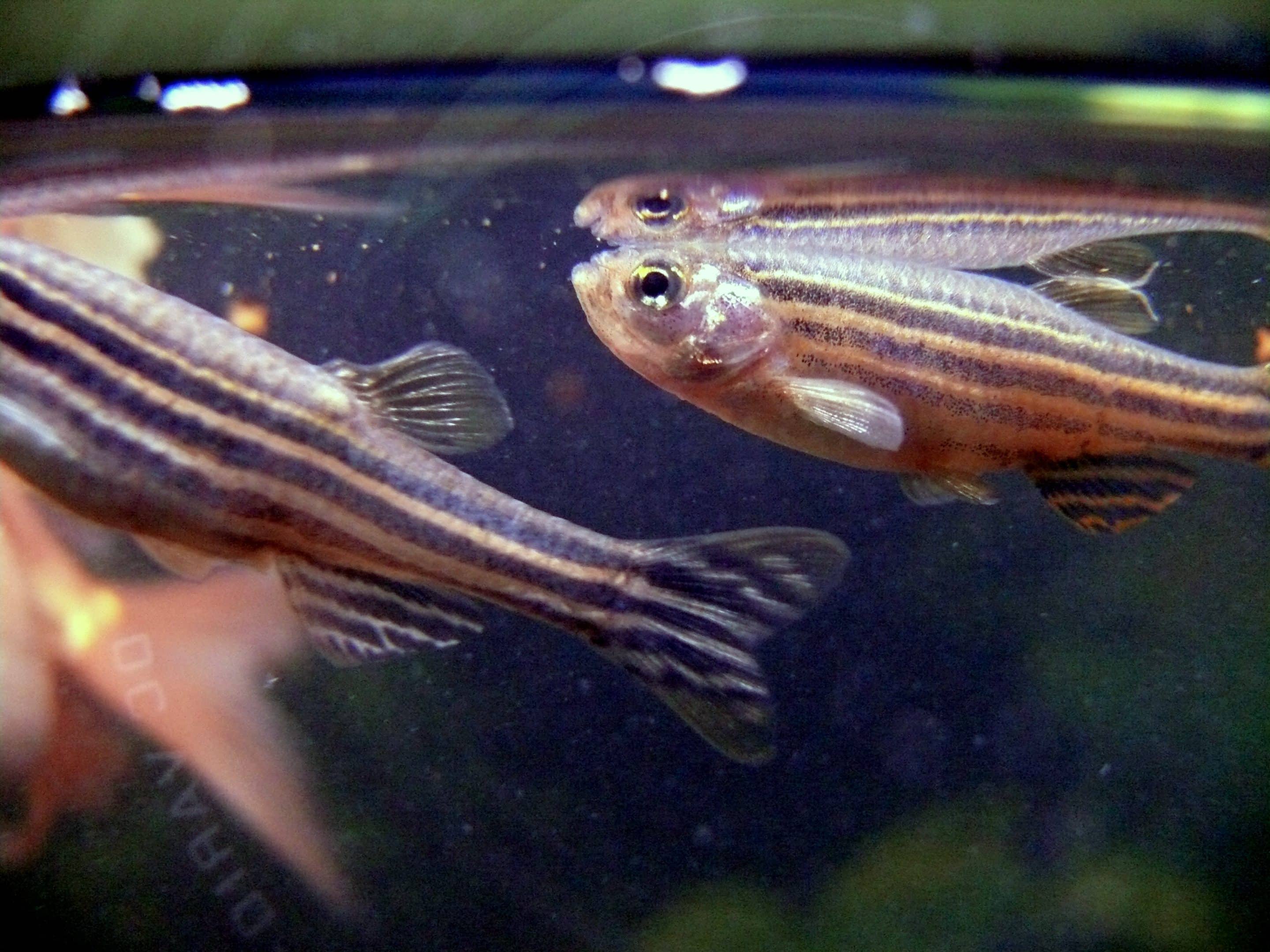 Zebradanio — Danio rerio