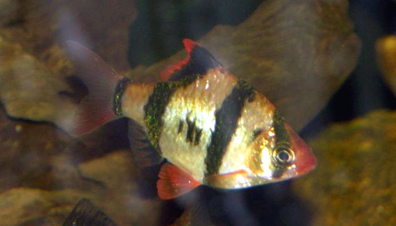 Sumatraan — Puntigrus tetrazona