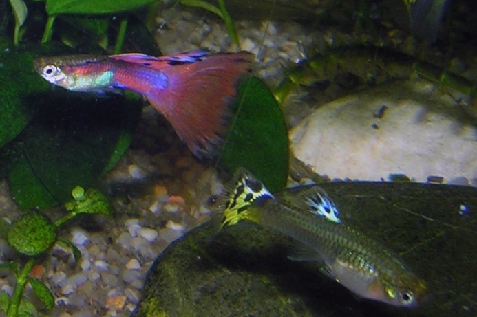 Guppy — Poecilia reticulata