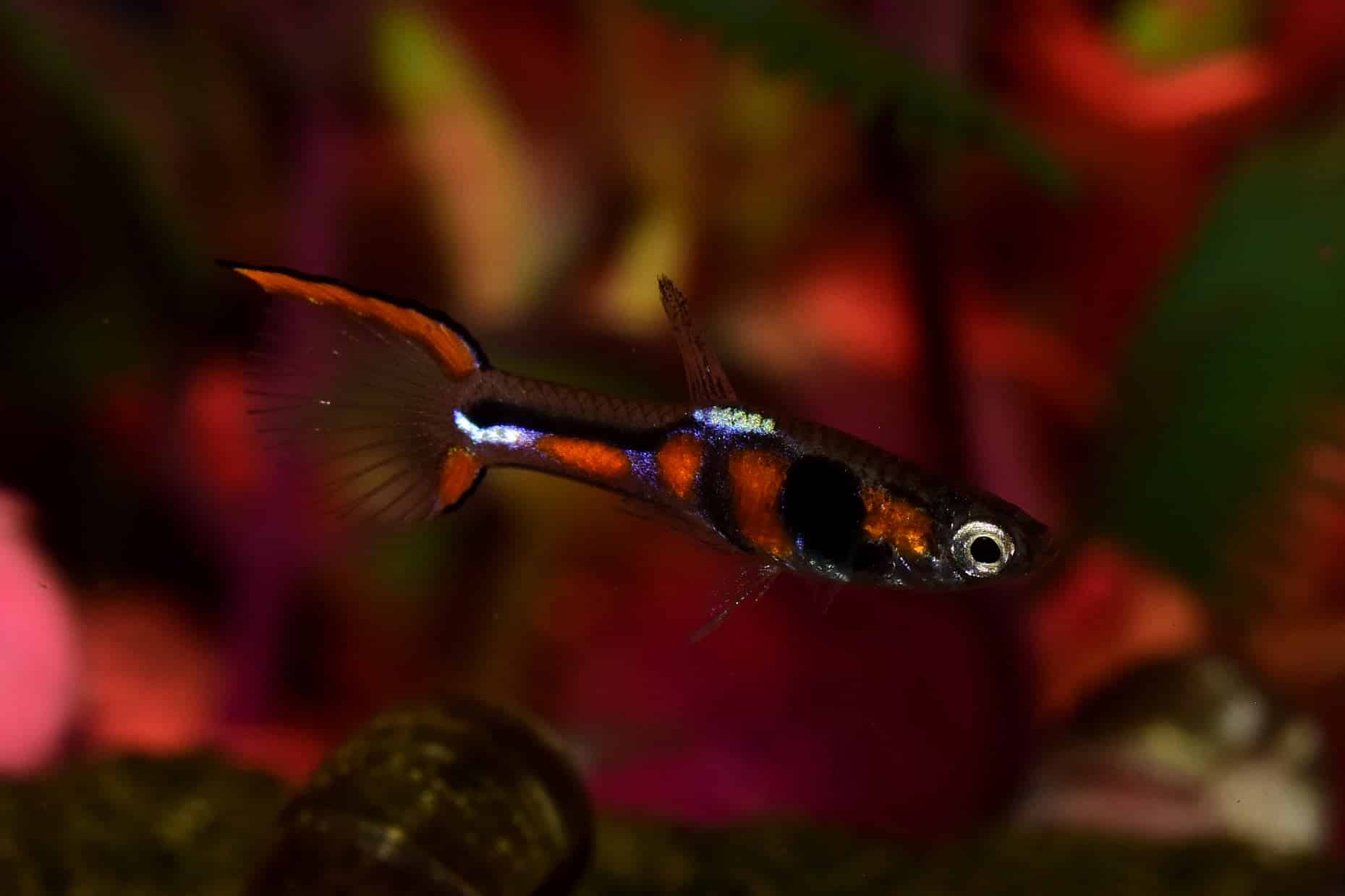 Endler — Poecilia wingei
