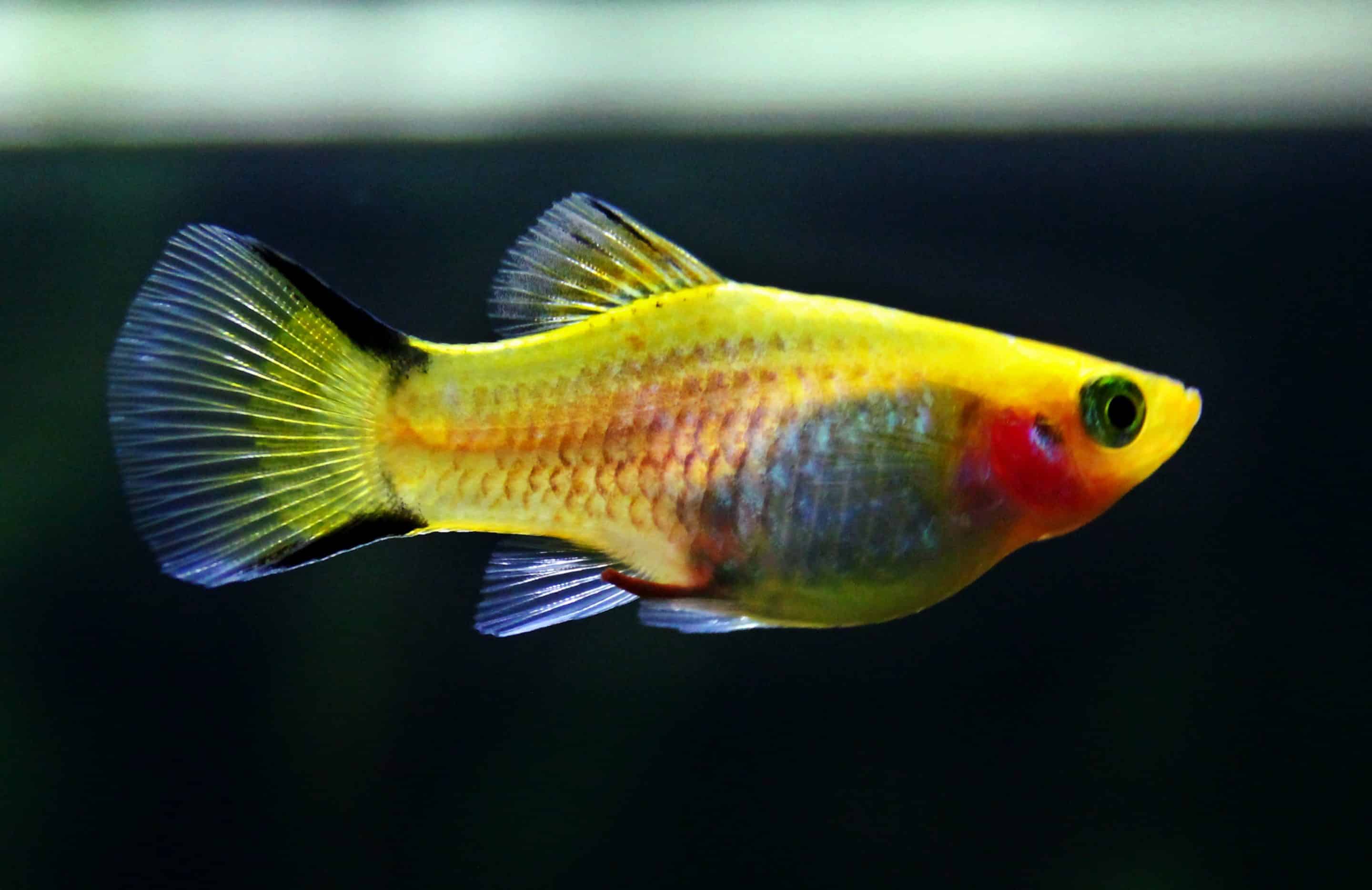 Platy — Xiphophorus maculatus