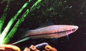 Green swordtail — Xiphophorus hellerii
