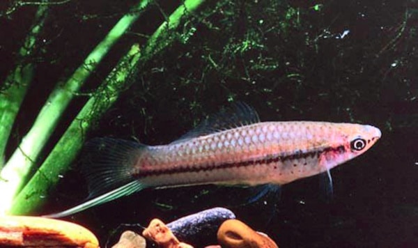 Zwaarddrager — Xiphophorus hellerii