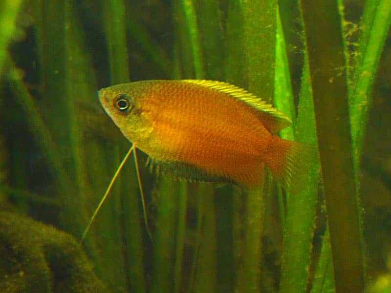 Honinggoerami — Trichogaster chuna
