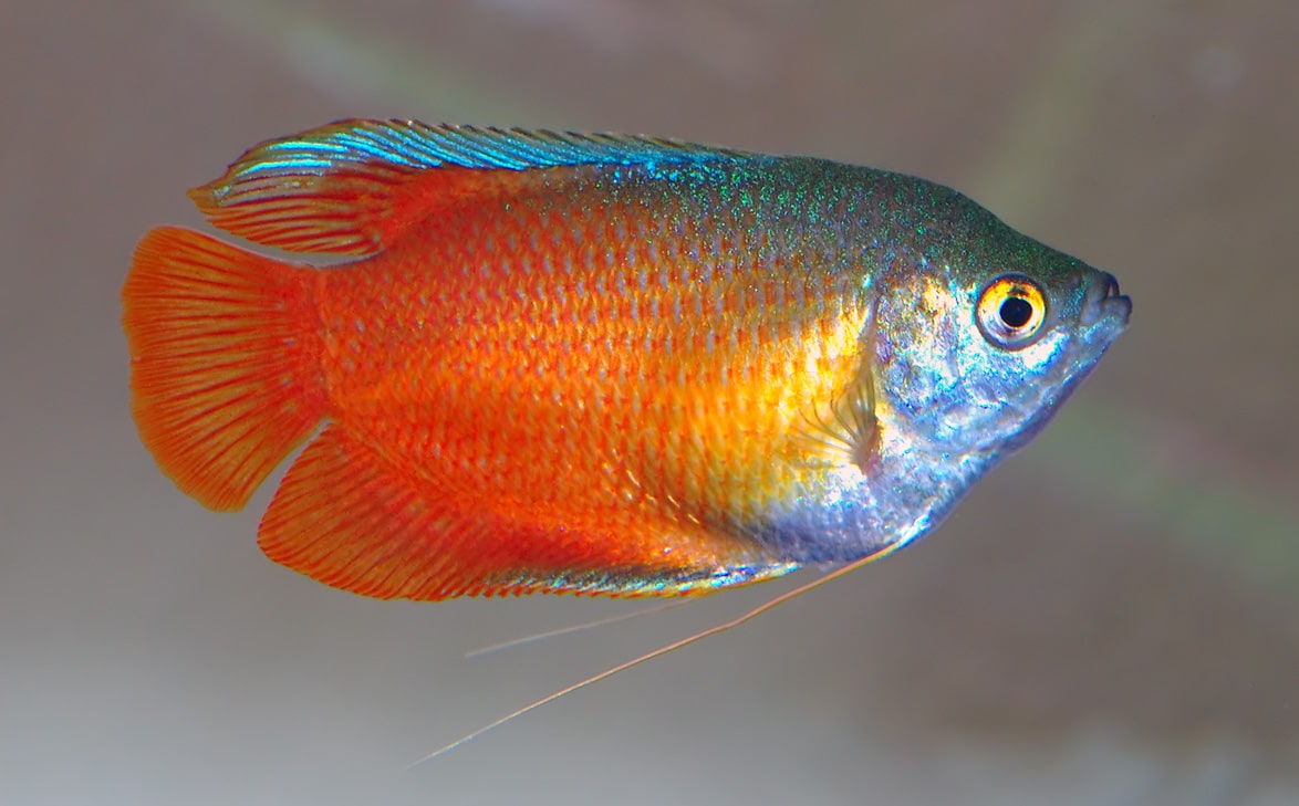Dwerggoerami — Trichogaster fasciata