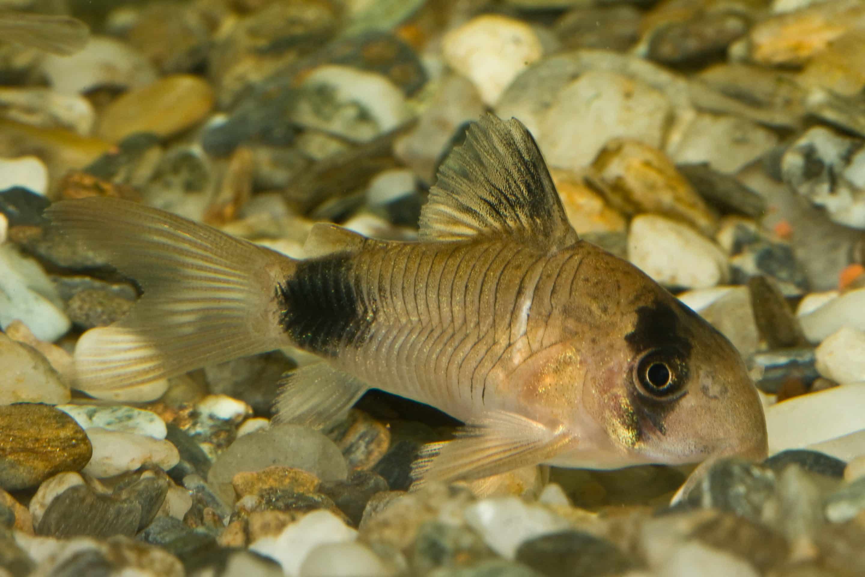 Pandapantsermeerval — Hoplisoma panda