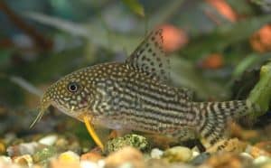 Sterba's pantsermeerval — Hoplisoma sterbai