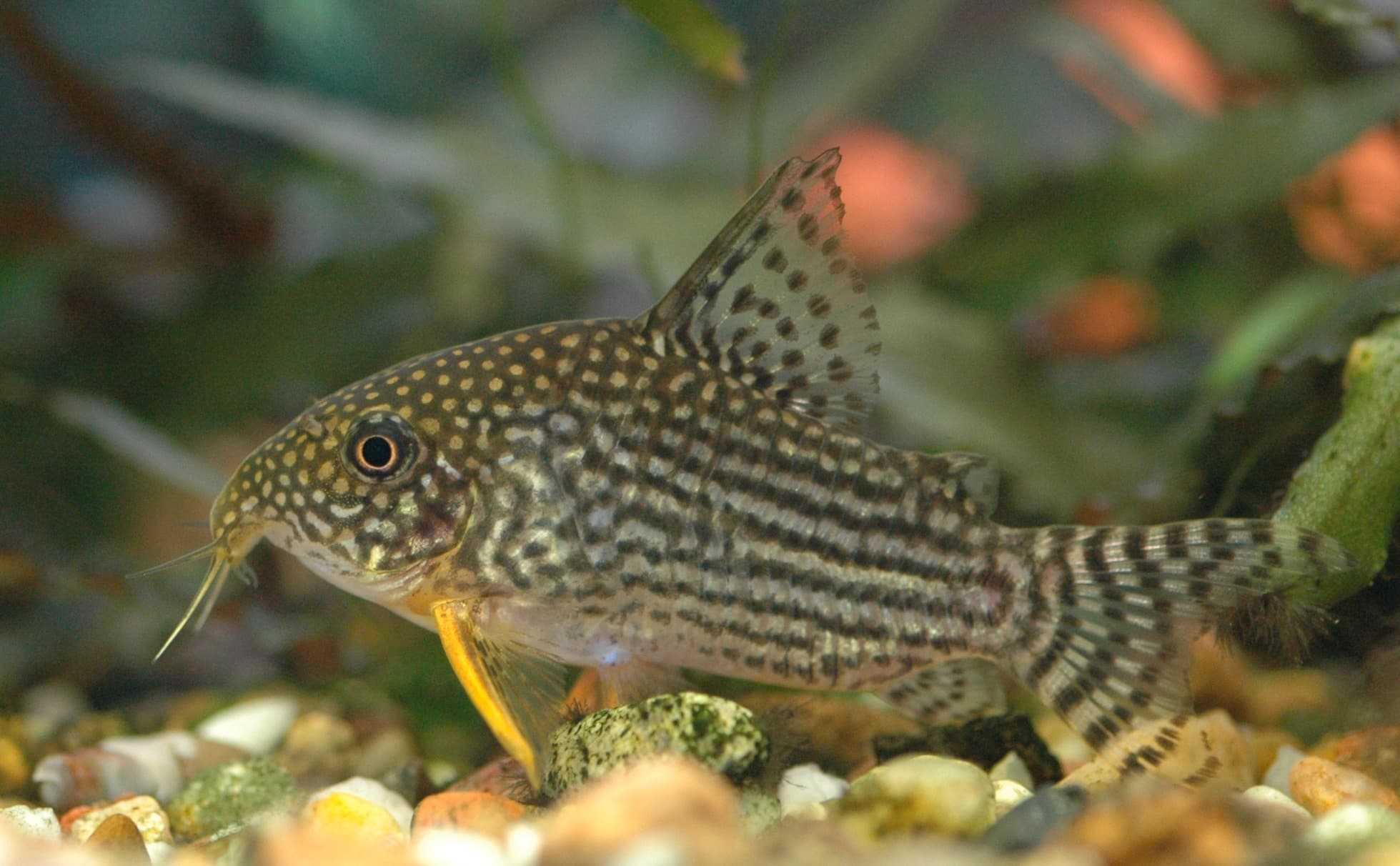 Sterba's pantsermeerval — Hoplisoma sterbai