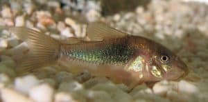 Bronzen pantsermeerval — Osteogaster aenea