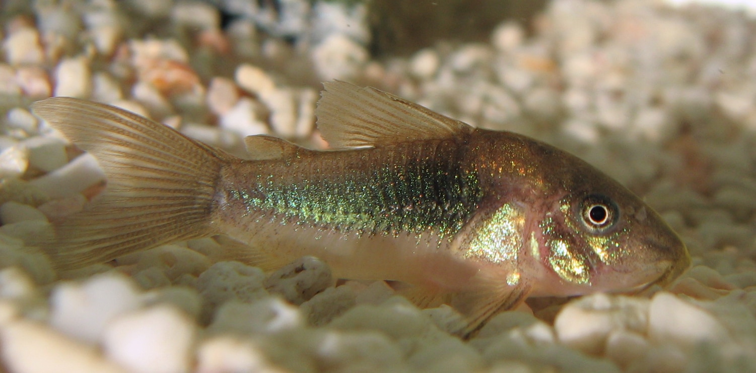 Bronzen pantsermeerval — Osteogaster aenea
