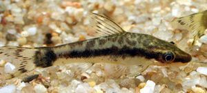 Grootvlek-otocinclus — Otocinclus macrospilus
