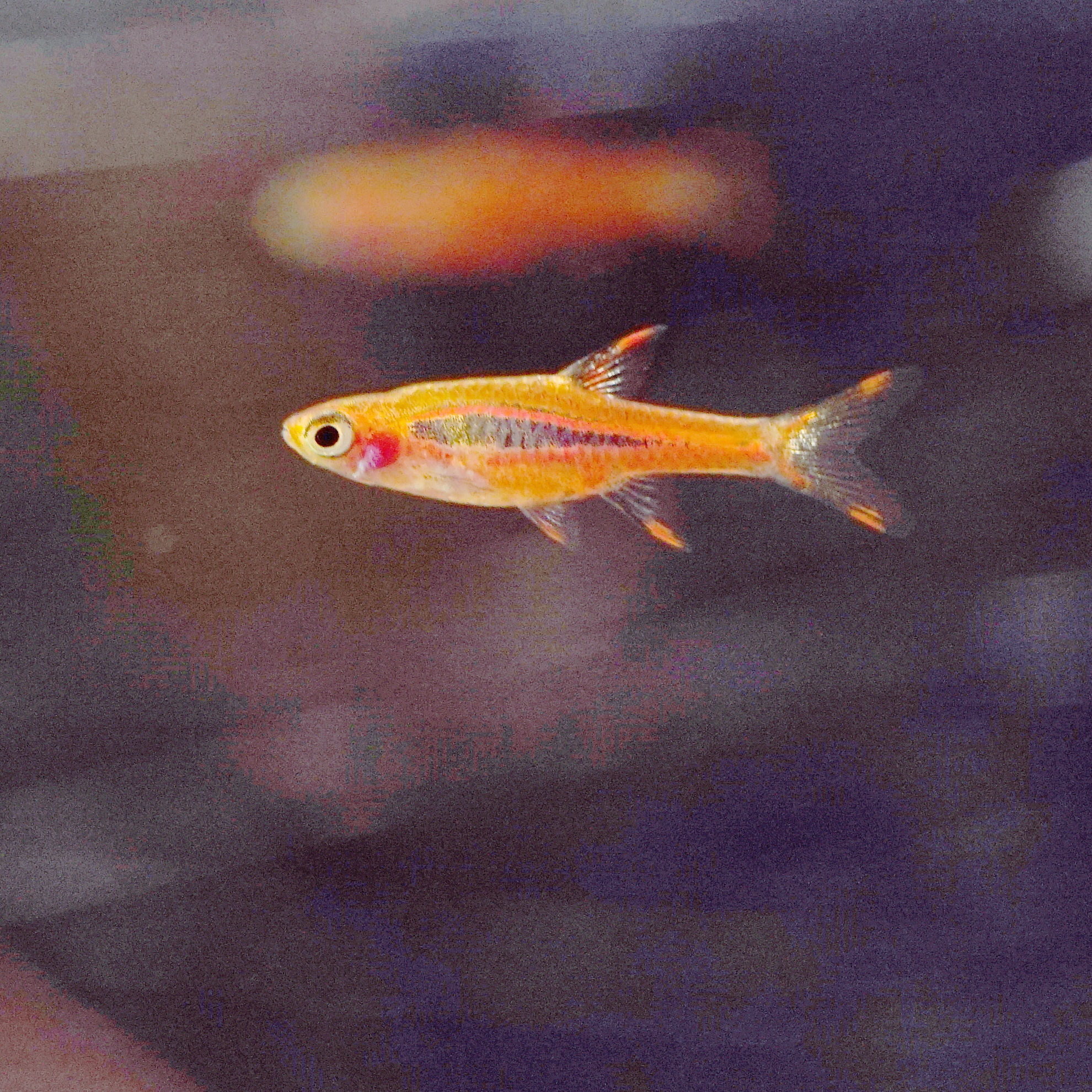 Chili-rasbora — Boraras brigittae