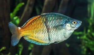Boesemans regenboogvis — Melanotaenia boesemani