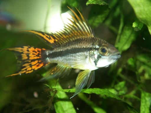 Kaketoe-dwergcichlide — Apistogramma cacatuoides