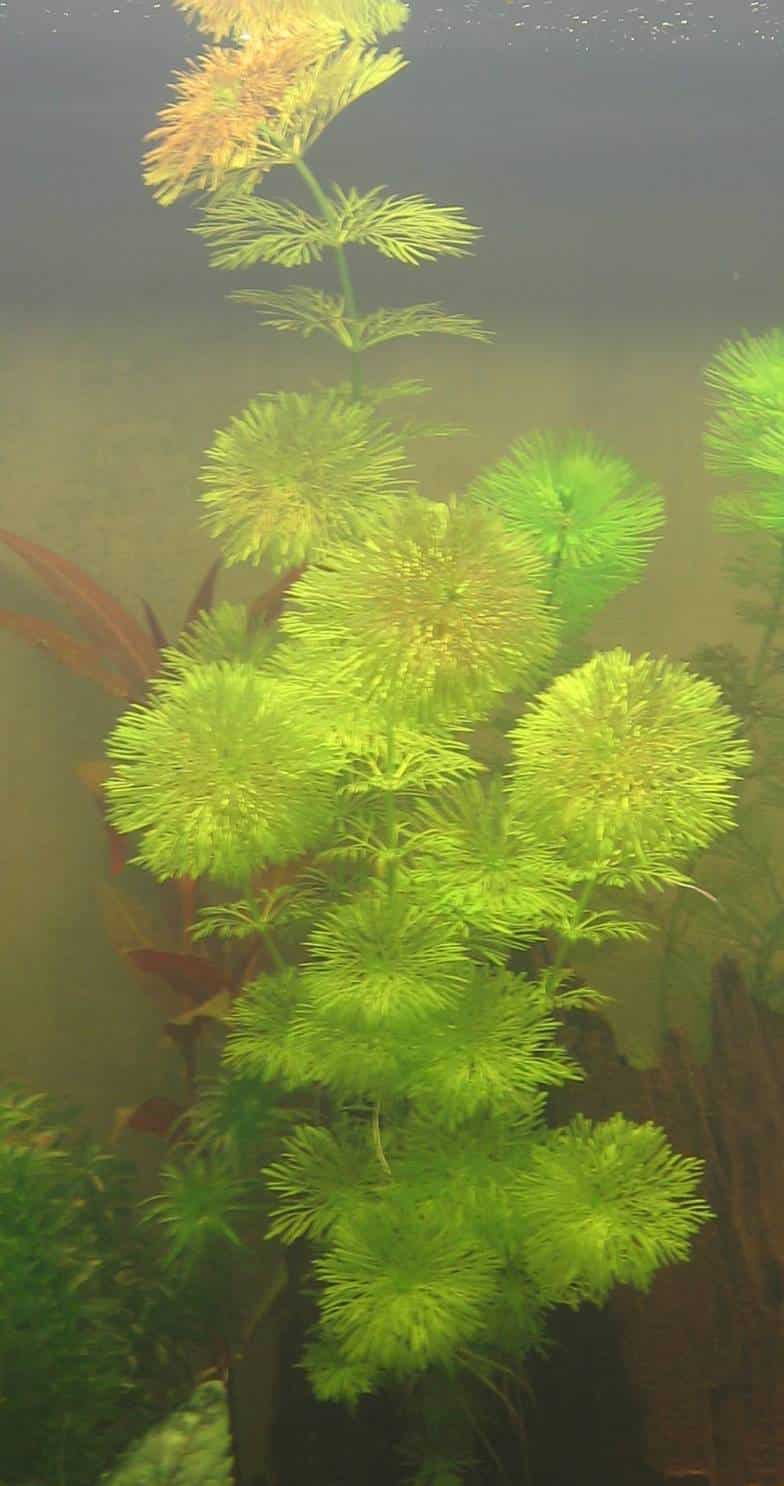 Kleine ambulia — Limnophila sessiliflora