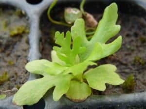 Sumatravaren — Ceratopteris thalictroides