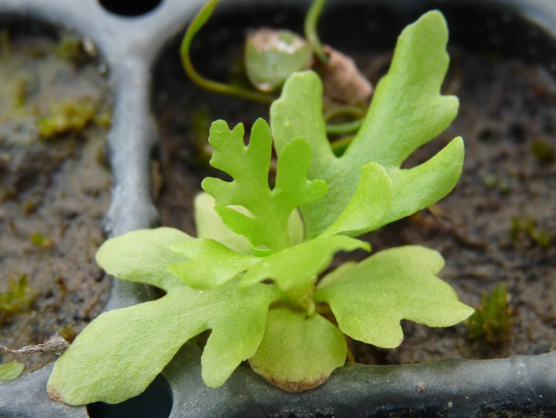 Sumatravaren — Ceratopteris thalictroides