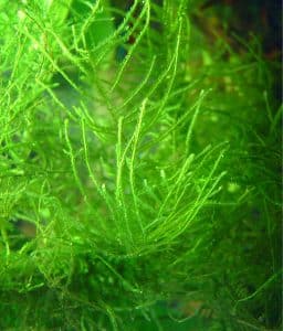 Javamos — Taxiphyllum barbieri