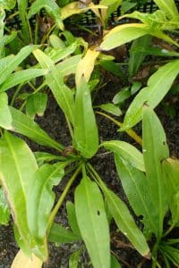 Amazonezwaardplant — Aquarius grisebachii