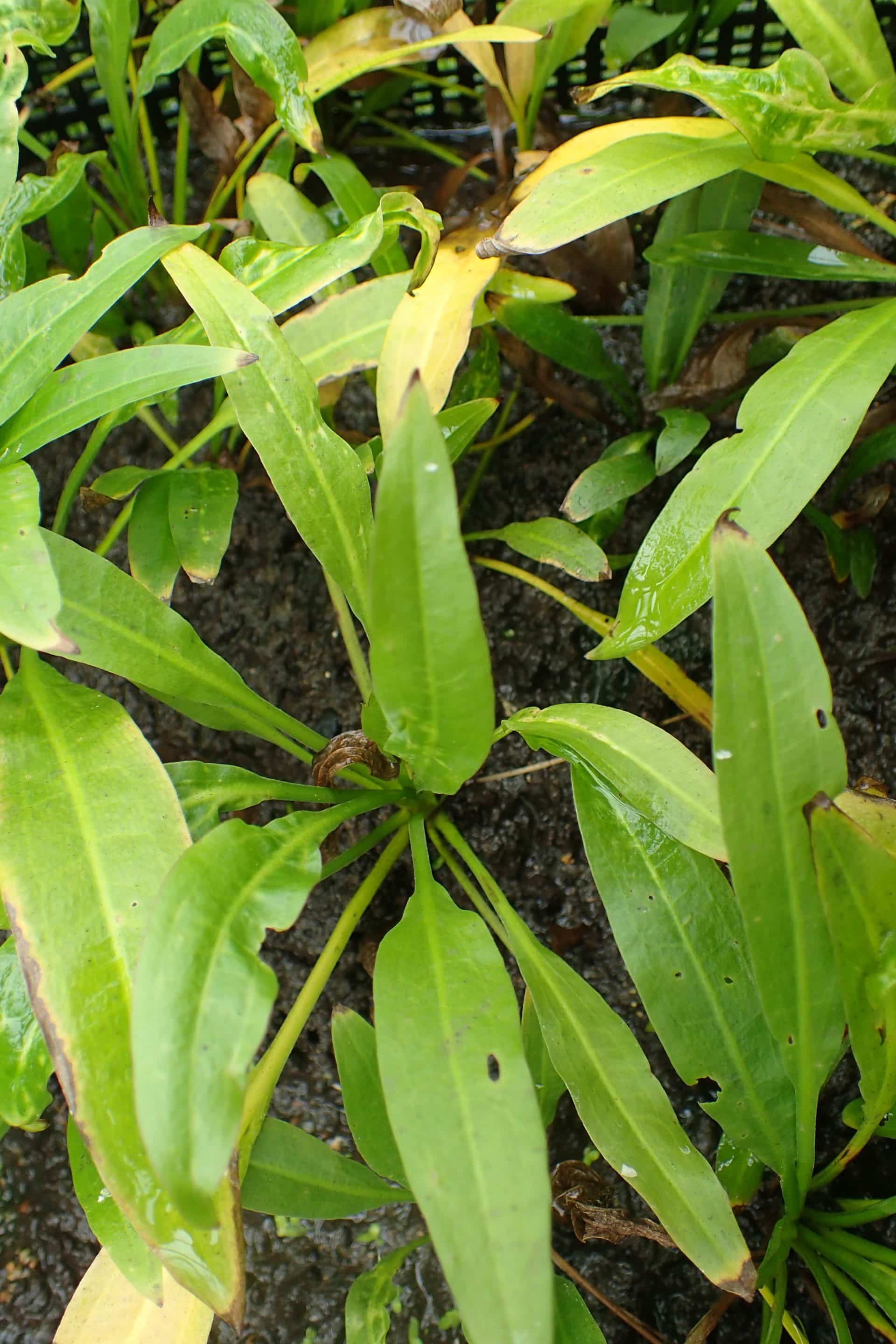 Amazonezwaardplant — Aquarius grisebachii