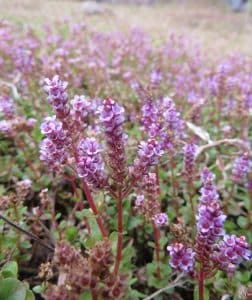 Rondbladige rotala — Rotala rotundifolia