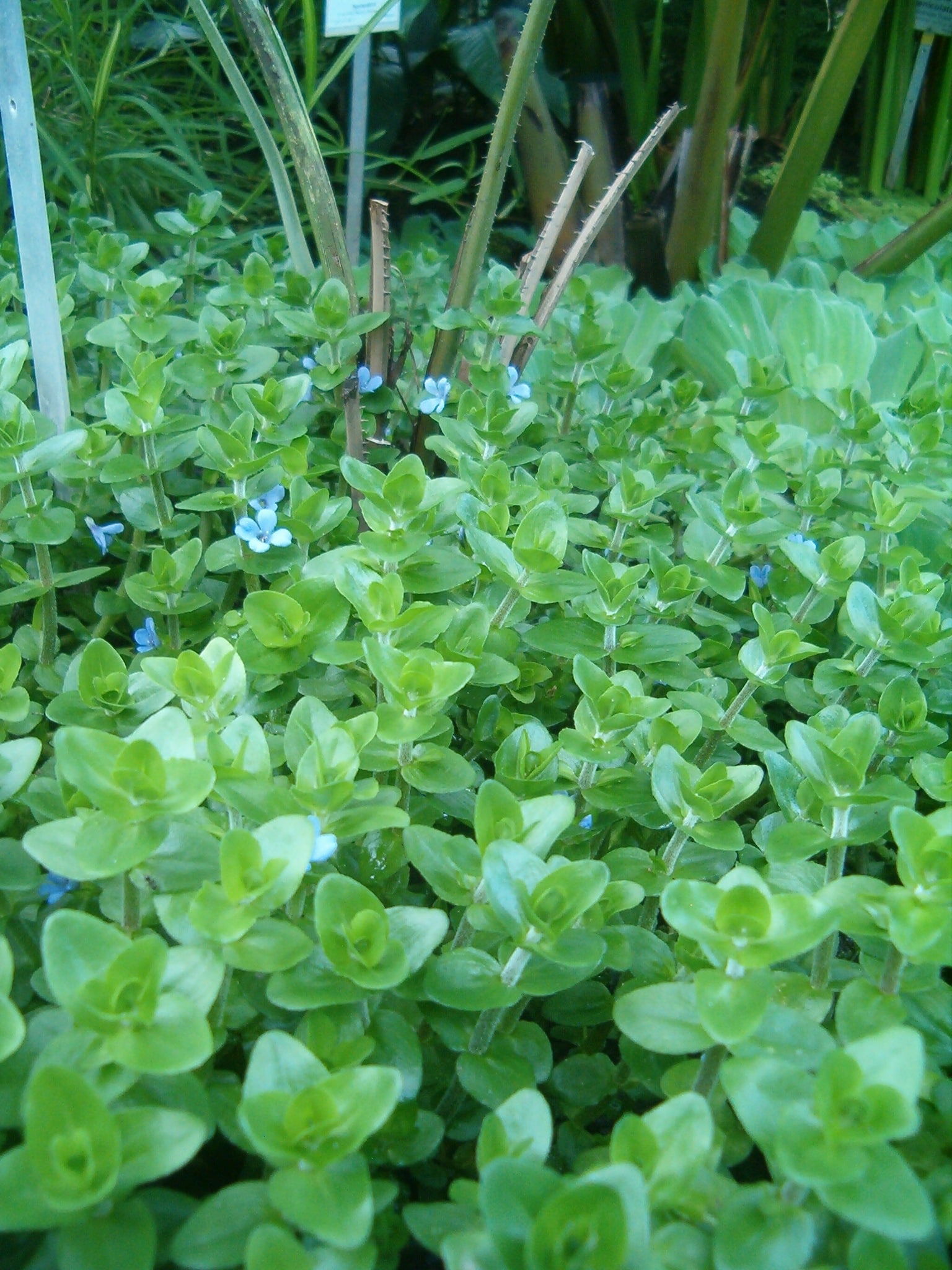 Carolina-bacopa — Bacopa caroliniana