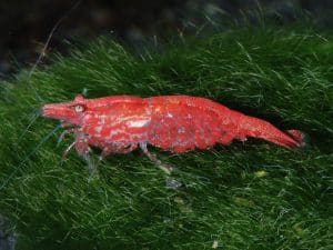 Vuurgarnaal — Neocaridina davidi — Rode kweekvorm van Neocaridina davidi.