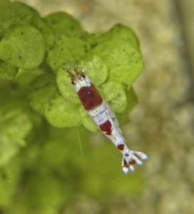 Bijengarnaal — Caridina logemanni — Rood-witte kweekvorm van Caridina logemanni.