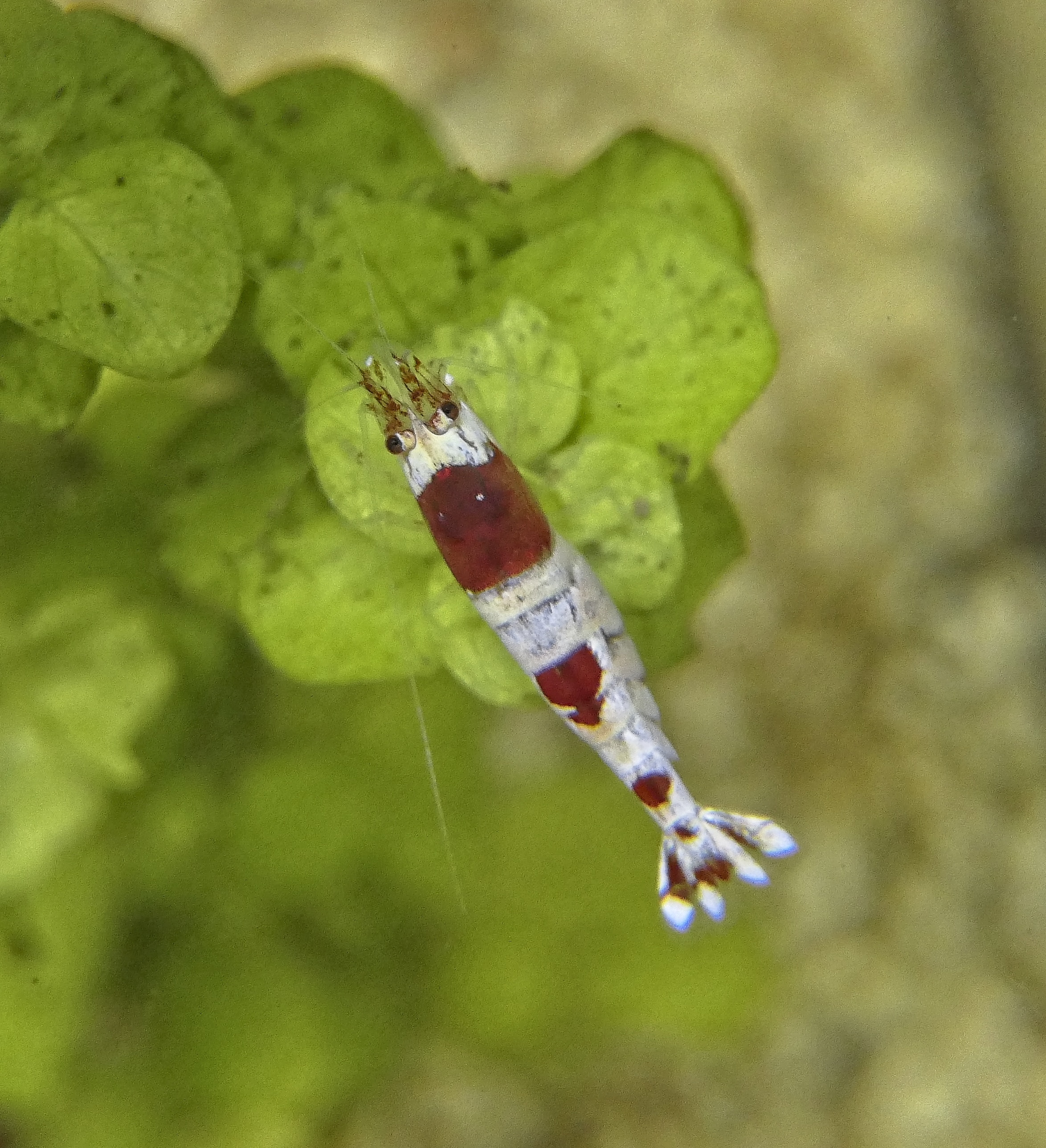 Bijengarnaal — Caridina logemanni — Rood-witte kweekvorm van Caridina logemanni.