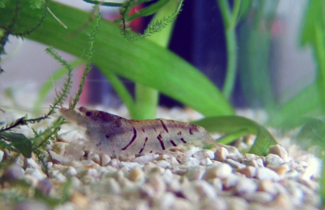 Tijgergarnaal — Caridina mariae