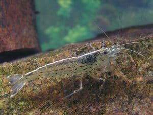 Amanogarnaal — Caridina multidentata