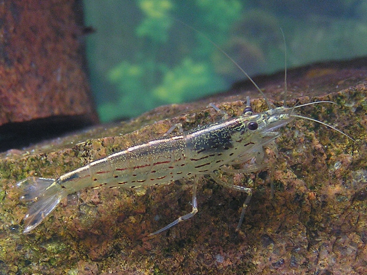 Amanogarnaal — Caridina multidentata