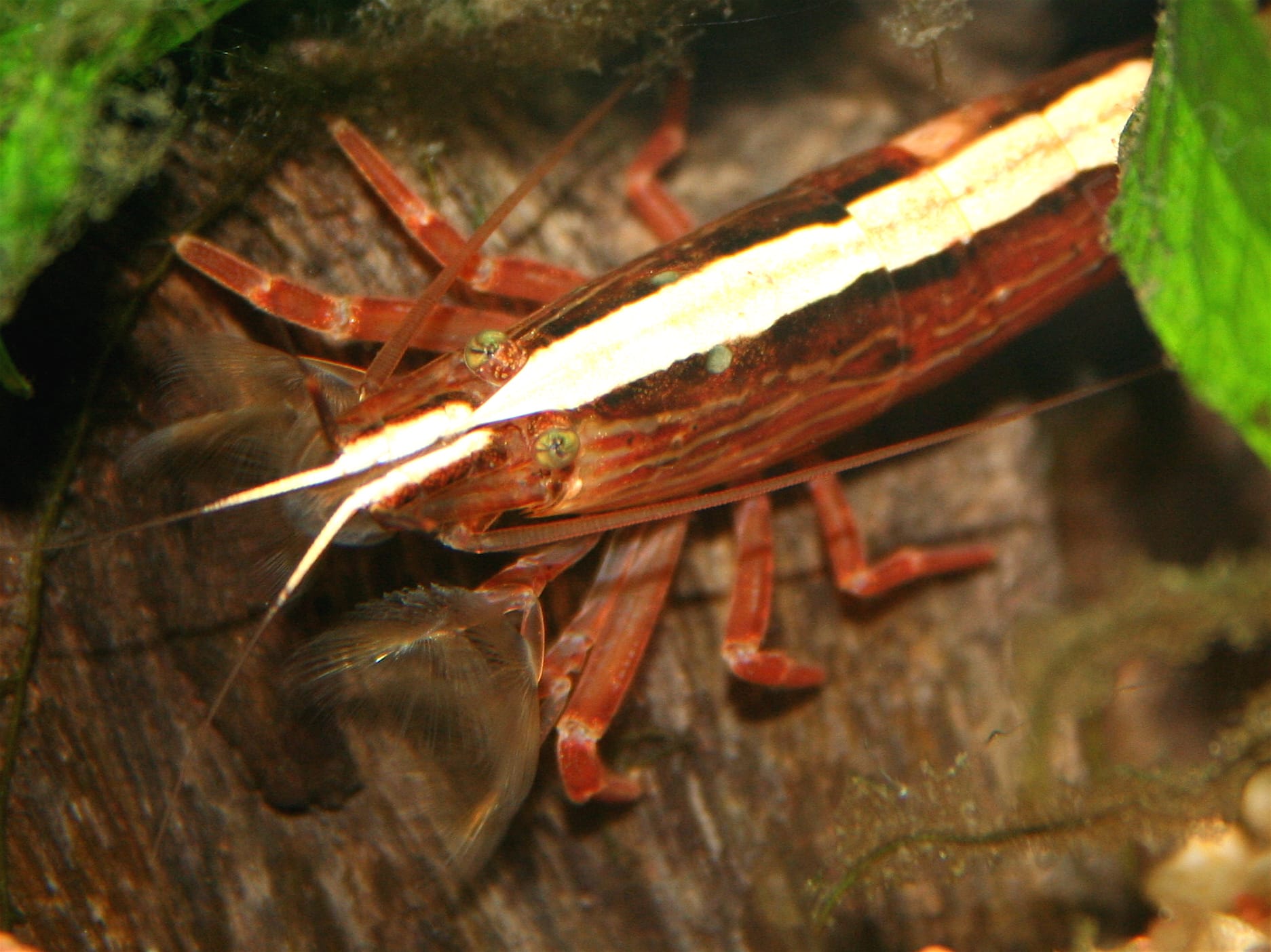 Molukse waaierhandgarnaal — Atyopsis moluccensis