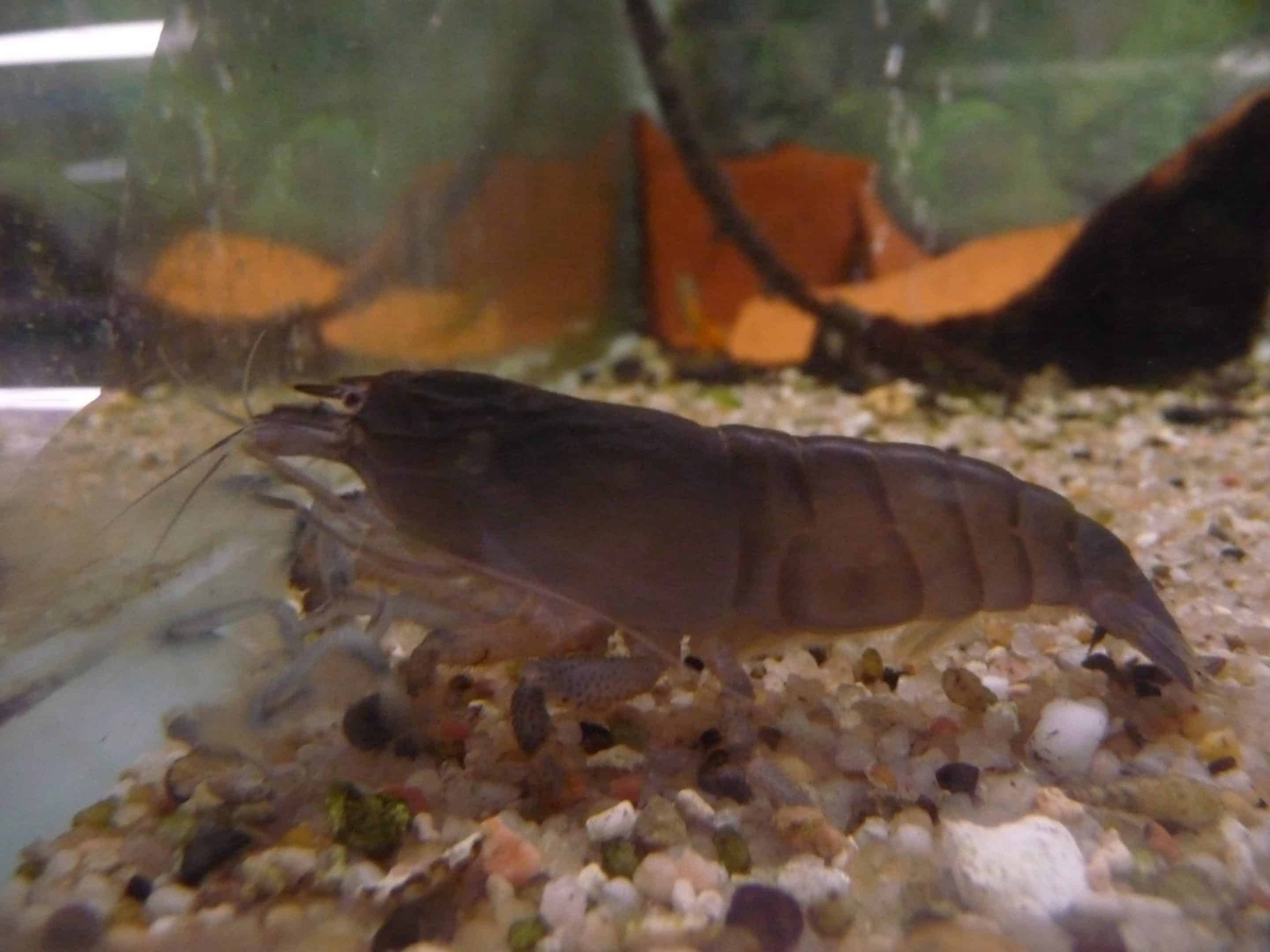 Gabon-waaierhandgarnaal — Atya gabonensis