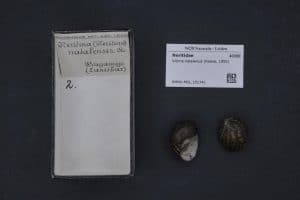 Zebra-Rennschnecke — Vittina natalensis — Gehäuse aus der Naturalis-Sammlung (RMNH.MOL.151741); kein Lebendfoto.