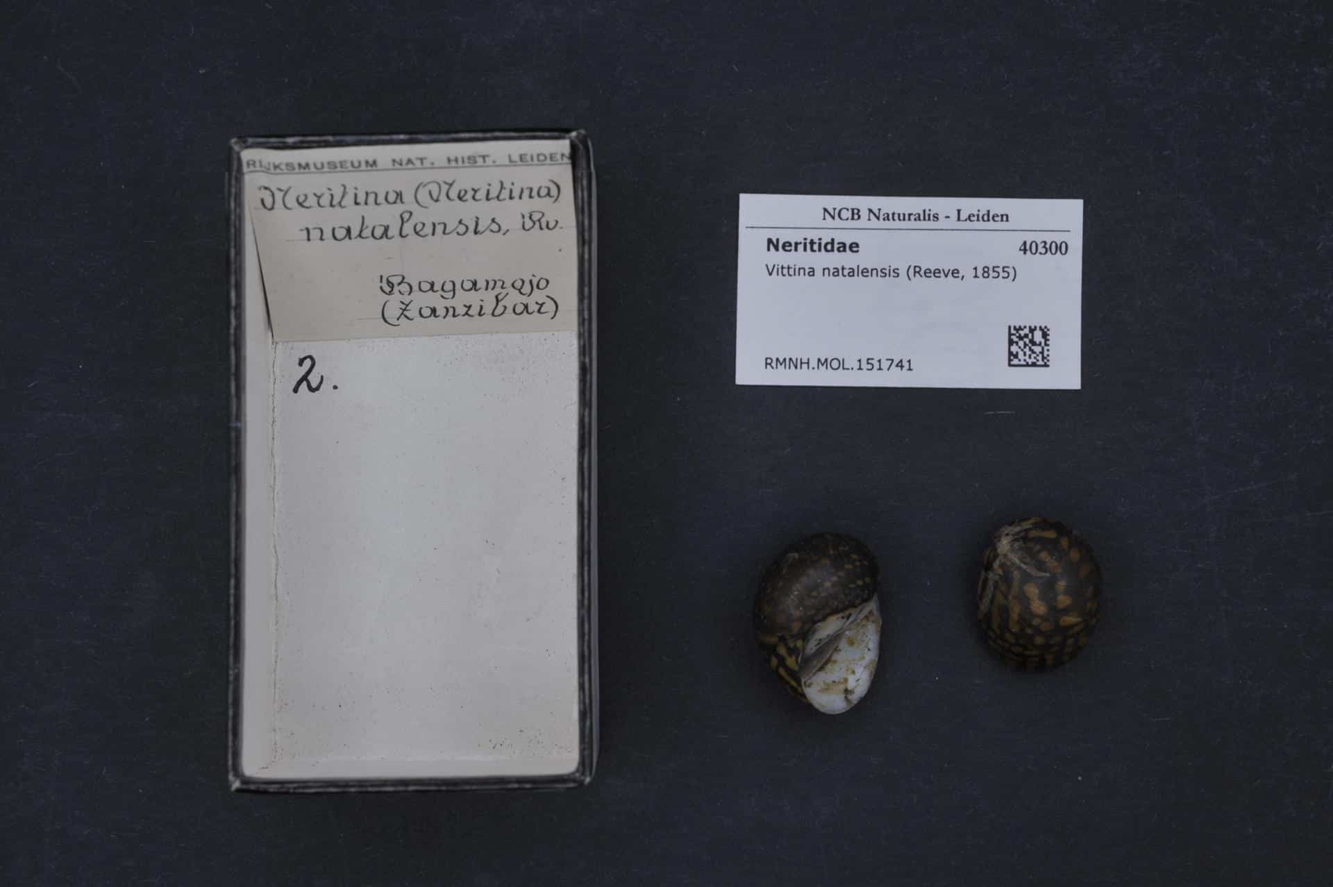 Zebrarenslak — Vittina natalensis — Schelpexemplaar uit de Naturalis-collectie (RMNH.MOL.151741); geen foto van een levend dier.