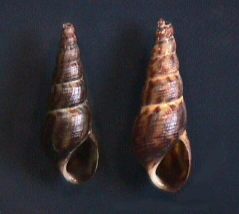Maleisische torenslak — Melanoides tuberculata — Schelpen ter herkenning van de soort; geen levende dieren afgebeeld.