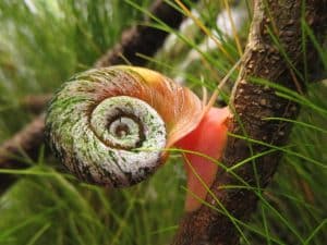 Posthornschnecke — Planorbella duryi