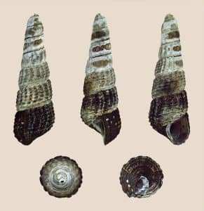 Matano-Kaninchenschnecke — Tylomelania patriarchalis — Gehäusefoto zur Bestimmung; ein sicher bestimmtes Lebendfoto fehlt noch.