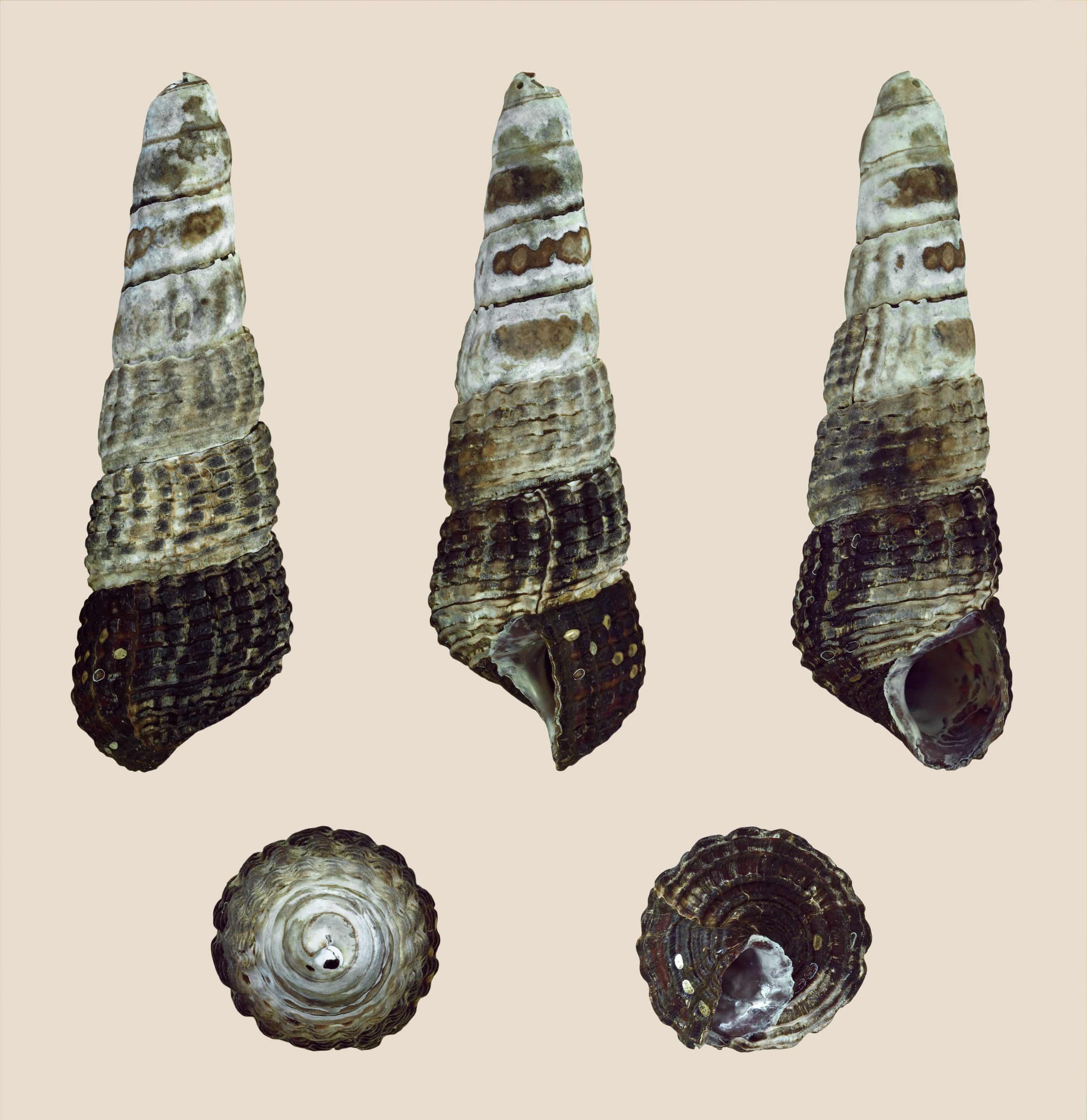 Matano-konijnslak — Tylomelania patriarchalis — Schelpfoto ter soortherkenning; een betrouwbaar geïdentificeerde foto van het levende dier ontbreekt nog.