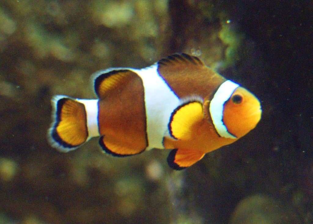 Ocellaris anemoonvis — Amphiprion ocellaris
